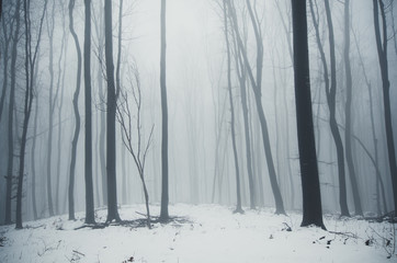 minimal winter forest landscape