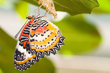 Leopard lacewing butterfly come out from pupa