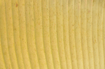 Yellow banana leaves