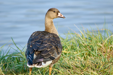 Wild goose on the lake in Poland.