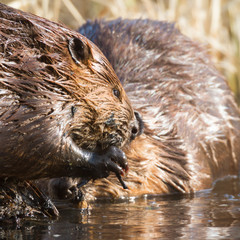 beaver