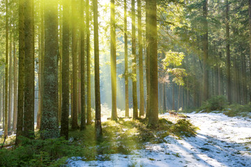 Sun light in the winter forest