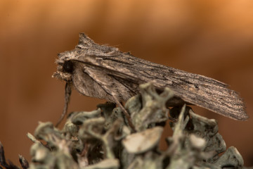 Blair's shoulder-knot moth (Lithophane leautieri)
