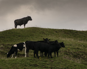 Fototapeta premium Bull standing on hilltop looking over his herd of cows