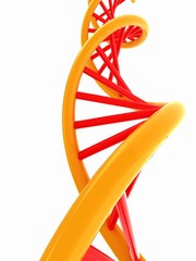 DNA structure model on white