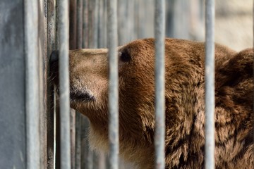 European brown bear in captivity in Baku zoo