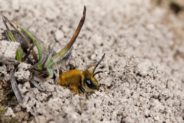 Ivy bee (Colletes hederae) emerging from burrow amongst soil on ground
