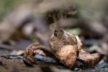 Collared earthstar (Geastrum triplex) releasing spores when hit by rain