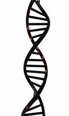 DNA structure model on white