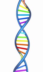 DNA structure model on white