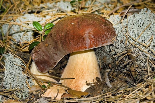 Два сросшихся Белых гриба среди хвои и ягеля (Boletus edulis)