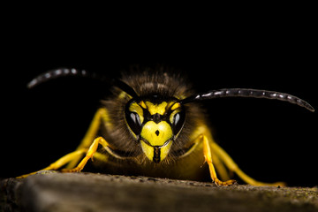 Common wasp (Vespula vulgaris) against a black background
