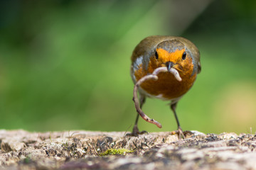 Robin (Erithacus rubecula) looking forward with a worm hanging from beak, with particularly striking orange breast and fine detail in feathers