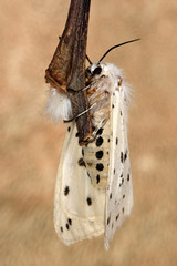 White ermine moth (Spilosoma lubricipeda)
