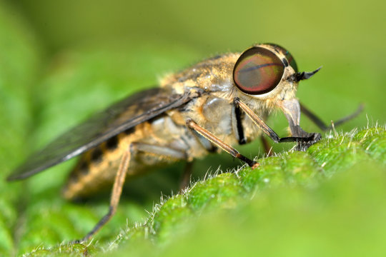 Band-eyed brown horsefly (Tabanas bromius)
