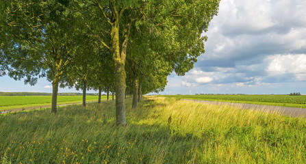 Road through the countryside in summer