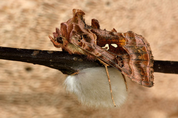 Beautiful golden Y moth (Autographa pulchrina)
