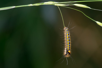 Drinker (Euthrix potatoria) caterpillar hanging from grass 