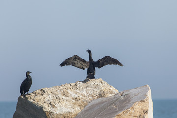 Cormorano su uno scoglio asciuga le ali al sole