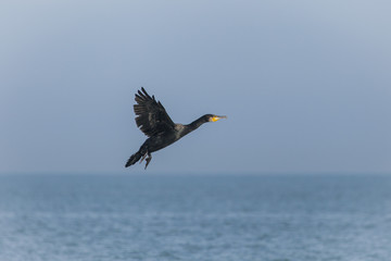 Cormorano isolato in volo sul mare