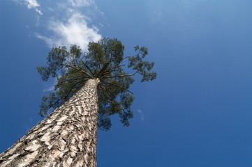 Fototapeta premium tree