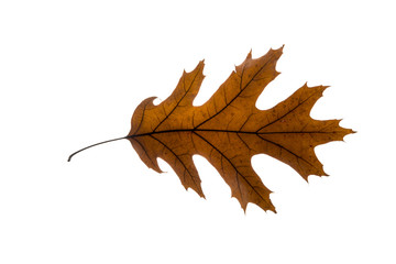 Autumn leaf isolated on the white background
