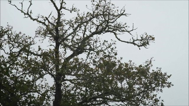 Wind bl&auml;st durch die kahlen &Auml;ste der Baumkrone einer Eiche mit Flechten