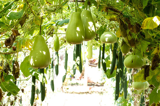 Bottle gourd, Calabash gourd, fruit and trees in the arden.