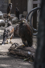 Brown eagle is sitting in the zoo and looking at the camera