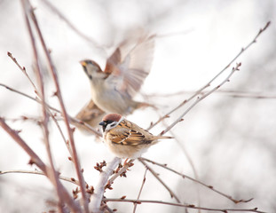 sparrows on branch