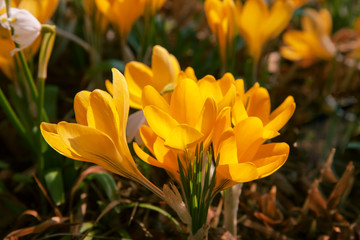 Fototapeta premium Blooming yellow crocuses