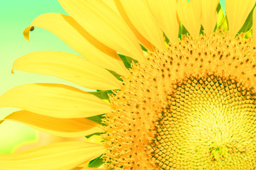 Close-up on Sun flower.