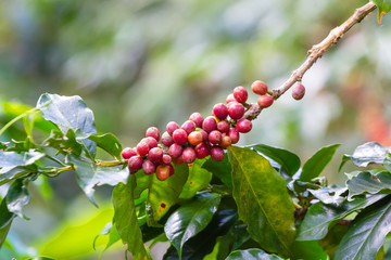 Red coffee ripe fruit on branch