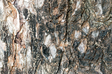 Tree bark texture and nature