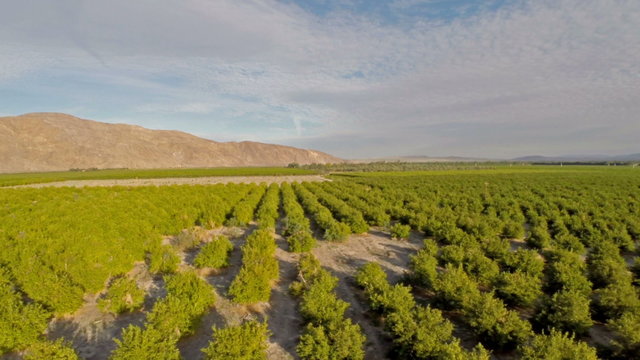 Aerial California Orange Groves
Aerial video of orange groves in California