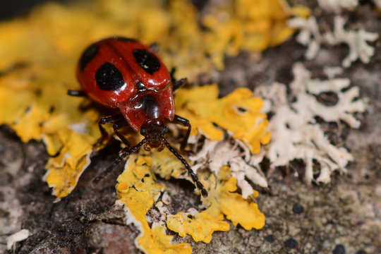 False ladybird beetle (Endomychus coccineus) on lichen covered wood
