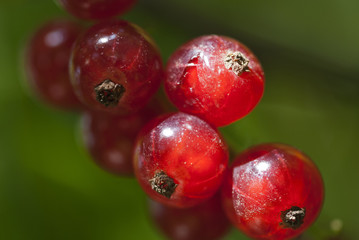 Rote Johannisbeerfrüchte