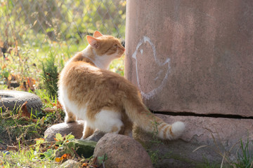 kot stojący przy studni  - obrazy, fototapety, plakaty