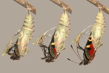 Photo sur Plexiglas Papillon Emergence et métamorphose du beau papillon paon