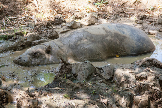 Hippopotame pygm&eacute;e couch&eacute;e dans une mare de boue
