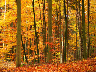 colorful autumn forest