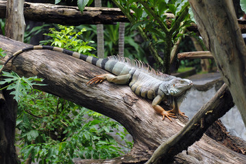 iguanas at the zoo