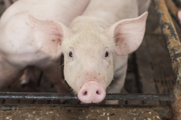 Little pigs playing happily.