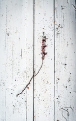 Barbed twig over wooden table
