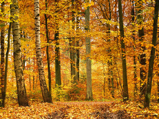 Obraz premium colorful autumn forest