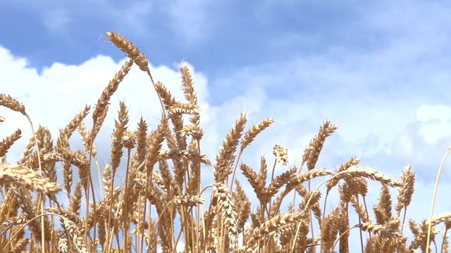 Golden ripe ears of wheat against the sky. Slow motion 240 fps.