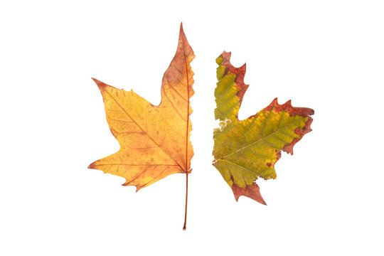 colorful autumn half maple leaf isolated on white background