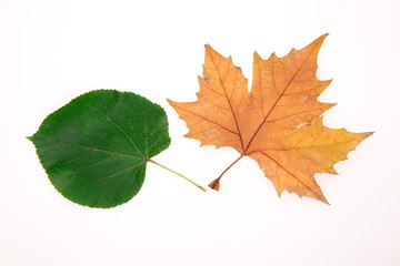 green and yellow leaves