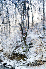Fototapeta na wymiar winter background