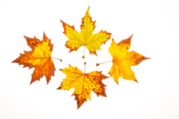 colorful autumn maple leaves